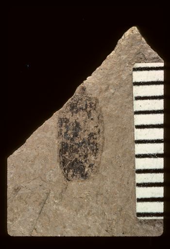 Media type: image;   Entomology PALE-1848 Aspect: full